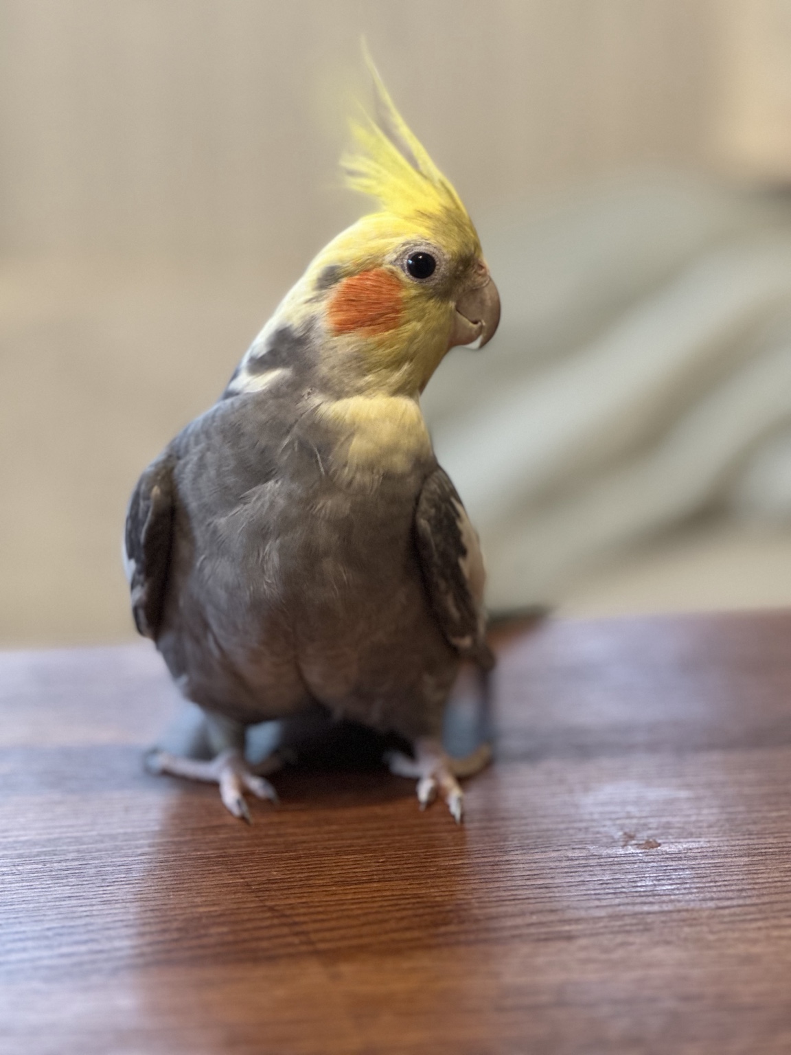 オカメインコ